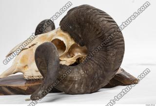 mouflon skull antlers 0034